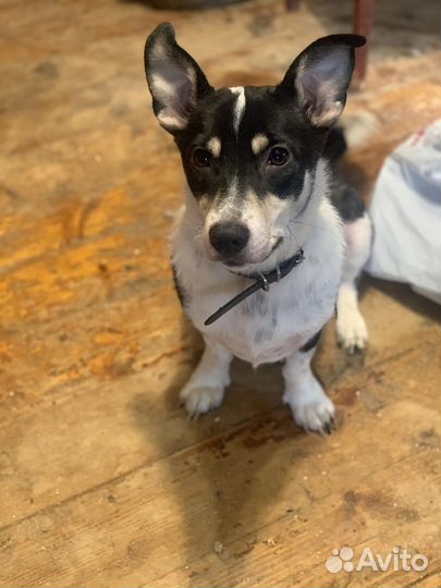 Маленькая собачка Марта