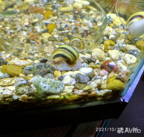 Улитка Спикси (asolene spixi) 