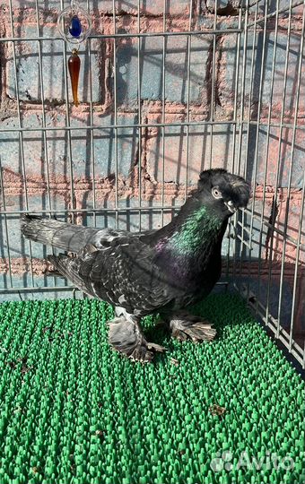 Голуби узбекские двухчубые