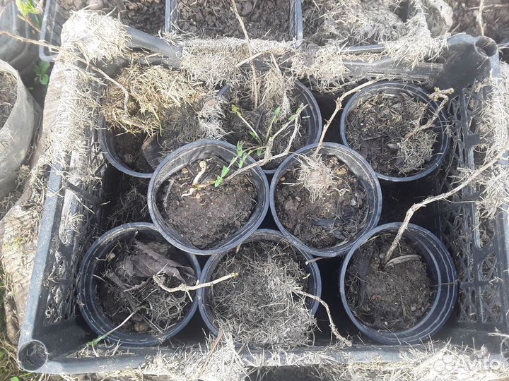 Крыжовник саженцы