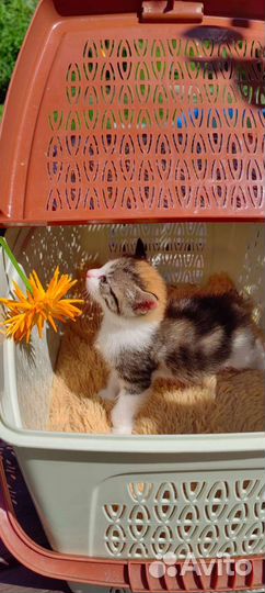 Котенок, девочка бесплатно