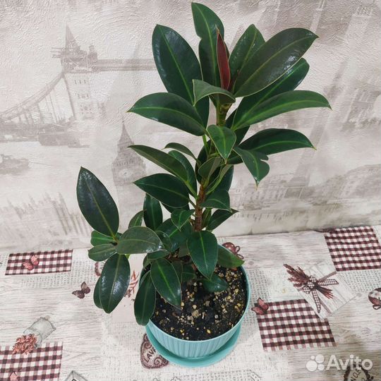 Фикус Мелани