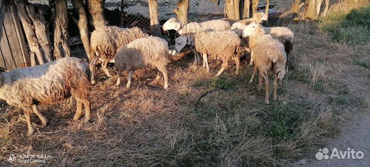 Овцы ягнята