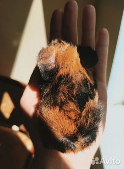 Морские свинки на любой вкус