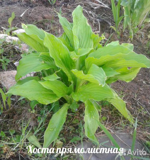 Клубника, анемона, рудбекия, ирис, слива