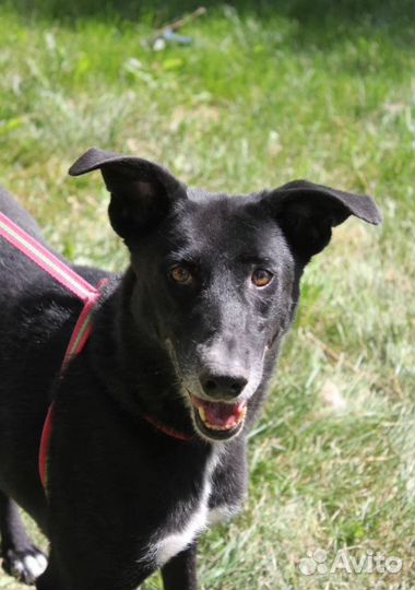 Собака Багира