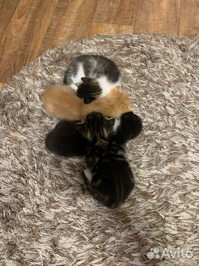 Котята в добрые руки