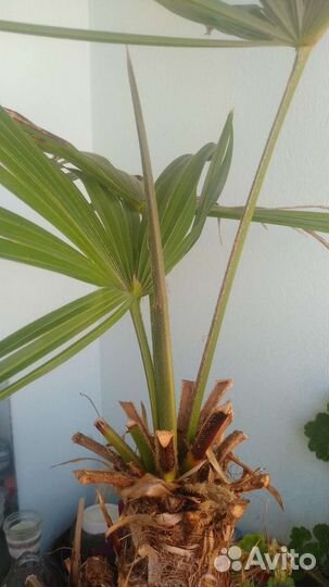 Пальма ливистона