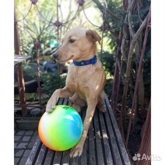 Собака молодая стерильная