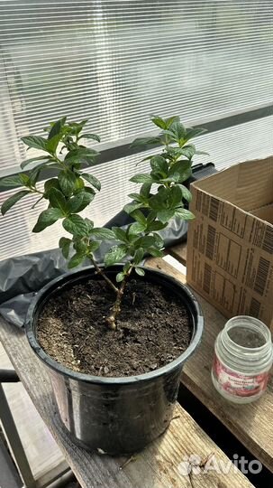 Гортензия Самарская Лидия