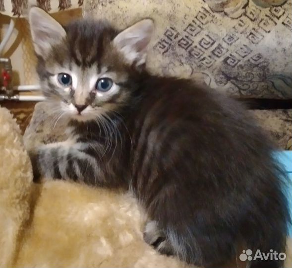 Котятки в добрые руки