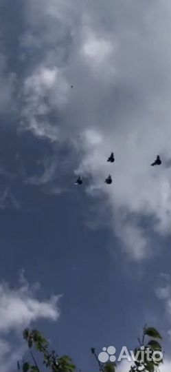 Голуби,Николаевские, бабочки