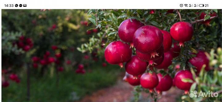 Гранат Дхолка индийская селекция. Саженцы