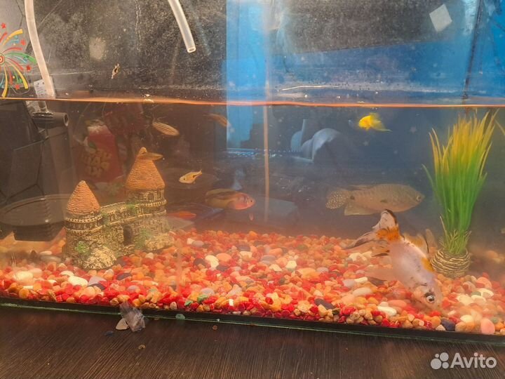 Аквариум с рыбками