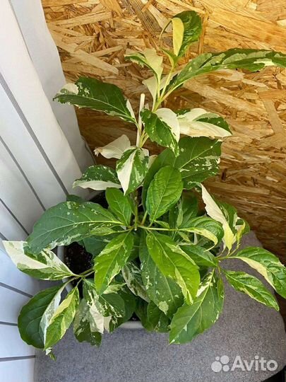 Редкость.Цетарексиллум вариегатный, ароматный