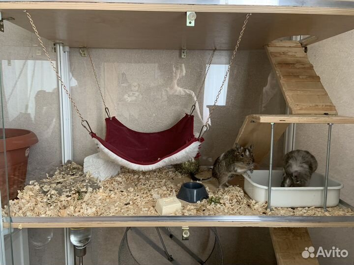 Витрина для шиншилл бу