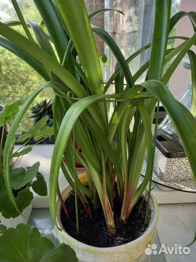 Хойя, Валотта