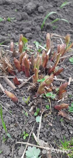 Пионы саженцы