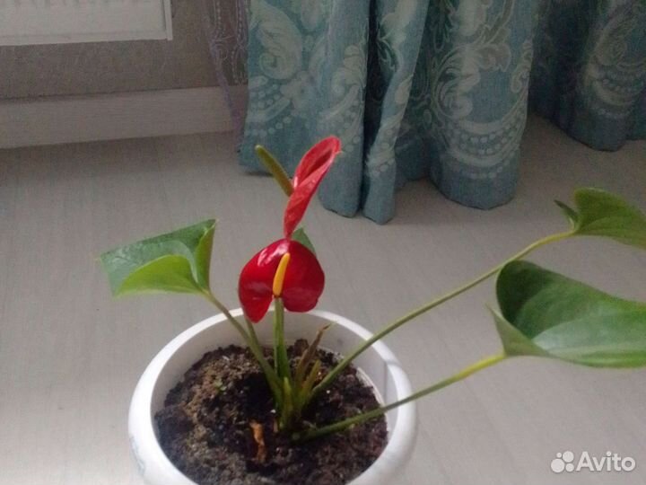 Антуриум Ред