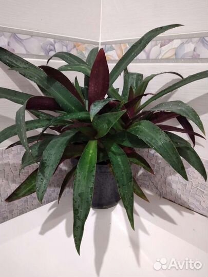 Традесканция рео,пеперомия