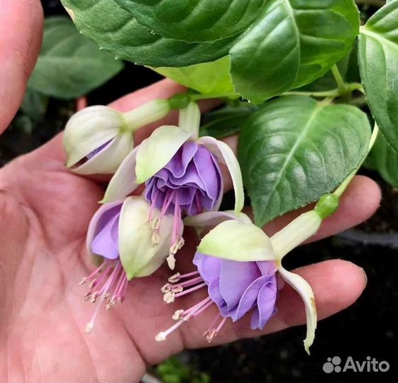 Фуксия Lenny Erwin