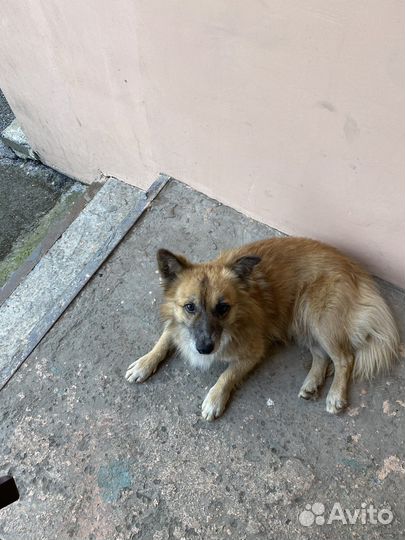 Найдена собака (мальчик)