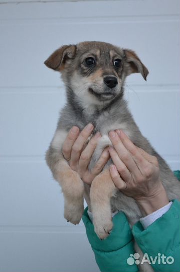 Щенки в дар