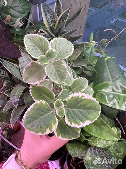 Комнатные растения часть 3