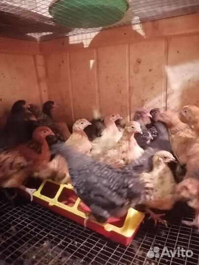 Плимутрок, Кучинская юбилейная