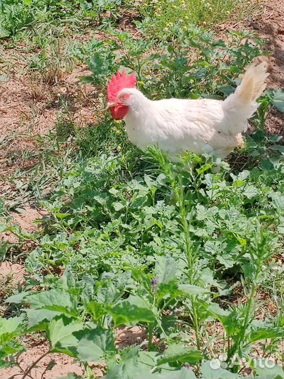 Молодые петухи Леггорн