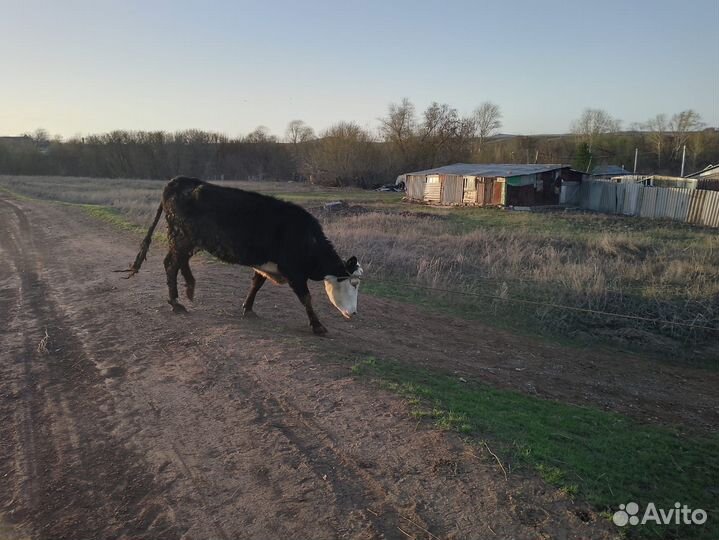 Продам корову с подсосным бычком 1.5 месячным