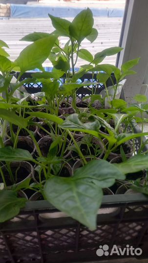 Рассада помидоры и перца болгарского