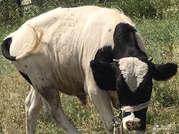 Бык и тельки