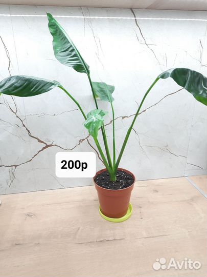 Спатифиллум женское счастье)