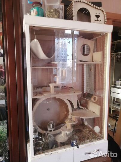 Чилийская белка дегу с клеткой