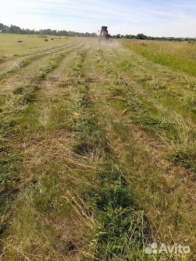 Продам Сено в тюках скос 2024г