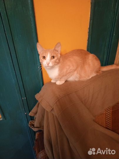 Отдам кота в добрые руки