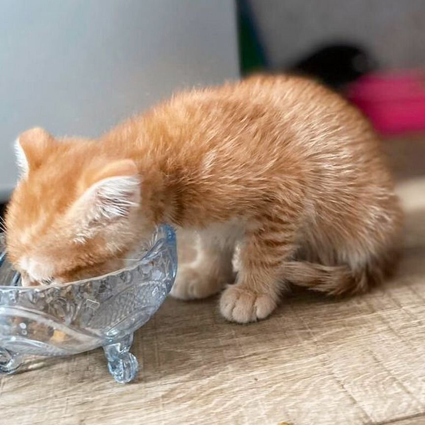 Отдам котенка в добрые руки породистые