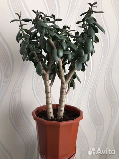 Карликовое дерево счастья