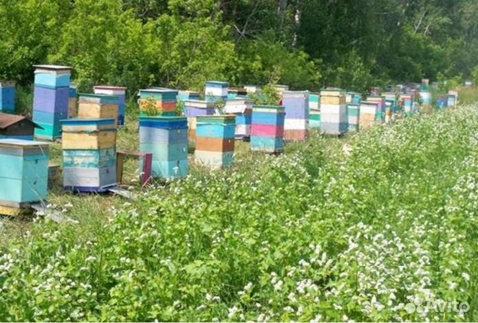 Мед натуральный с Алтая опт. min 16kg