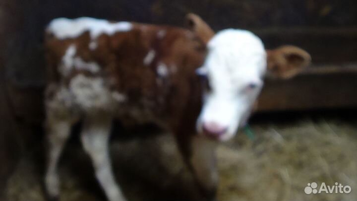 Бычек Телочка