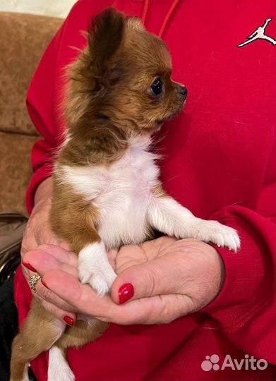 Чихуахуа мини девочка