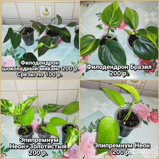 Цветы домашние