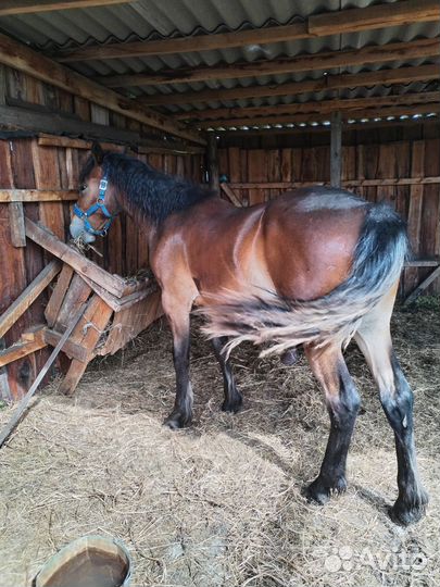 Продажа лошадей