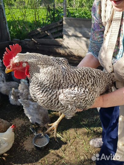 Петухи Амрокс 10 мес