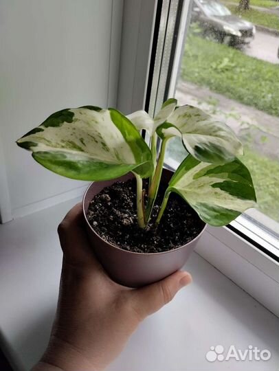 Эпипремнум Хэппи лиф