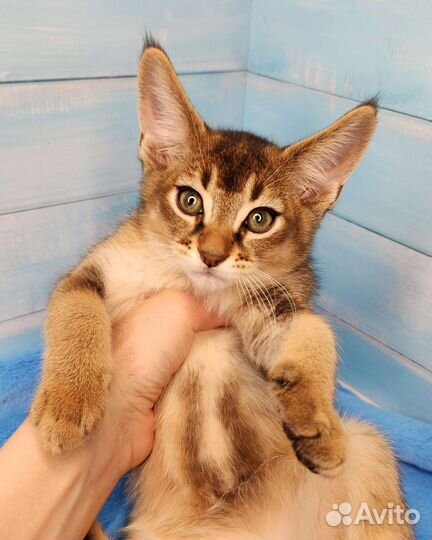 Каракет Ф4(саracat)