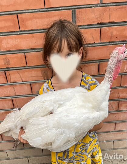 Индюки индюшата