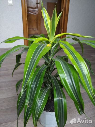 Комнатные растения, драцена, фикус