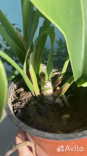 Монстера делициоза